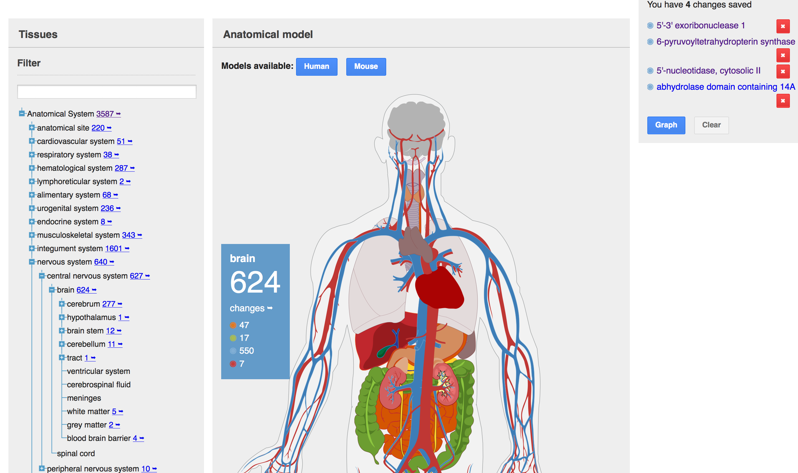 The Digital Ageing Atlas anatomical model